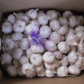 New Fresh Garlic with Bag, Carton Packing